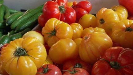 Tomates anciennes : comment sont cultivées ces variétés, plus chères et plus savoureuses que leurs cousines classiques