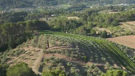 L’or vert de Provence : l’huile d’olive, un véritable patrimoine