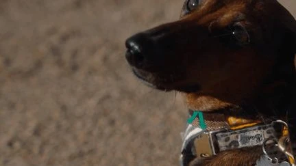 Animaux domestiques : la France en pleine 