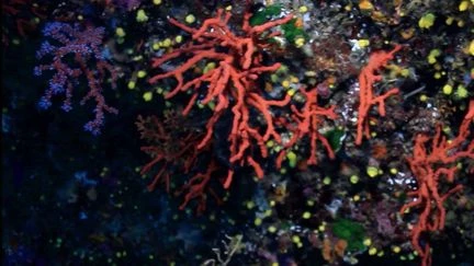 Corse : le corail, l'Or rouge de la Méditerranée