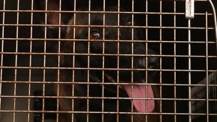 Affamés, enfermés… Enquête sur la maltraitance des chiens de vigiles