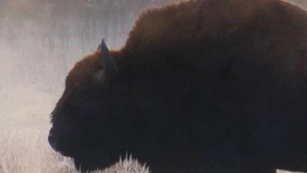 Pologne : sur les traces des derniers bisons d'Europe, majestueux survivants de la mégafaune