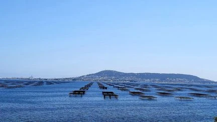 Canicule : la température augmente aussi en mer, et inquiète les ostréiculteurs de l'étang de Thau