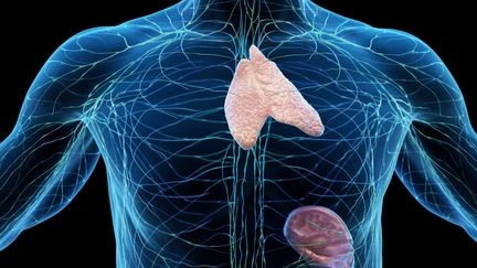 Le thymus, un organe clé insoupçonné du système immunitaire