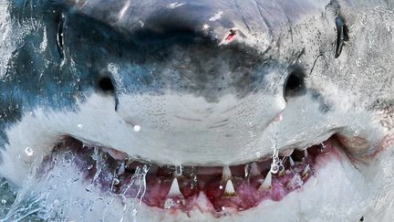 Faut-il avoir peur des requins quand on se baigne ?