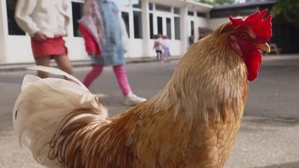 Somme : Cacahouète, le coq star d'une école