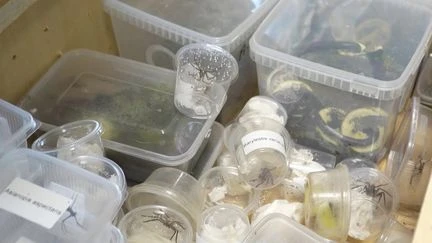 Trafic illégal : le commerce mondial d'insectes exotiques en pleine augmentation