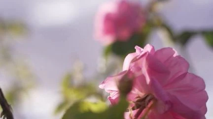 Maroc : la vallée où 150 millions de roses fleurissent chaque printemps