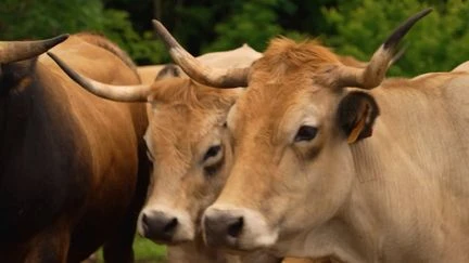 Dans l'Aubrac, derniers préparatifs avant la transhumance