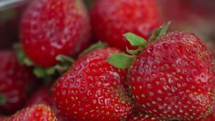 Dordogne : les fraises du Périgord font de la résistance sur les étals jusqu'en novembre