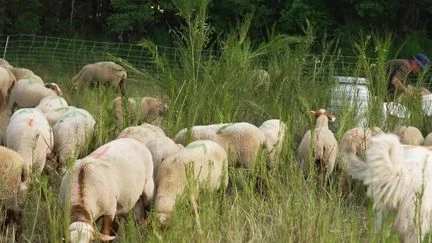 Attaques de troupeaux : quand des défenseurs du loup aident les bergers à surveiller les moutons