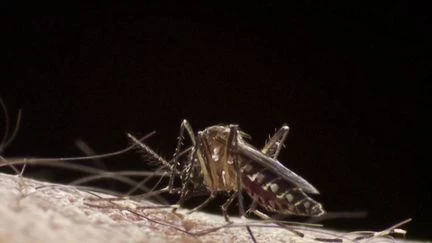 Chikungunya : l'épidémie se propage dans toute la France