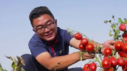 La Chine déferle sur le marché de la tomate sous toutes ses formes