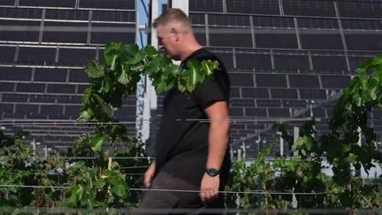 Sécheresse : dans l'Aude, les viticulteurs cherchent la parade pour sauver leur production