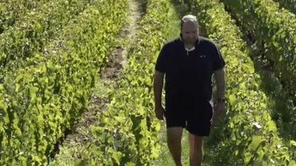Vendanges sous haute surveillance : les viticulteurs face aux vols de raisins