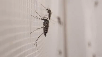 Chikungunya : l'enjeu d'empêcher la contamination dans l'Hexagone
