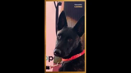 Cannes 2026 : la chienne Yuri remporte la Palme Dog