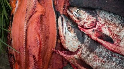 Des boîtes de saumon périmées depuis près de 50 ans révèlent l'état de santé des océans