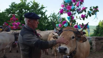 L'Aubrac fait le plein de visiteurs et entretient ses traditions pour la transhumance