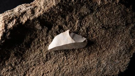 Préhistoire : ce que révèlent des traces retrouvées sur des os des animaux sur les 