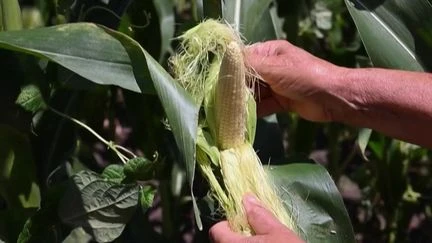 Alimentation : le réchauffement climatique fait flamber les prix