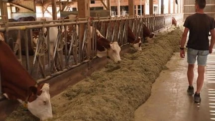 Savoie : un éleveur s’oppose à l'abattage préventif de son troupeau