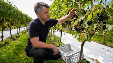 Un mousseux anglais détrône le champagne français comme meilleur vin du monde, on a rencontré son vigneron