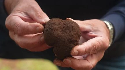 Gastronomie : en Australie, la truffe noire du Périgord prend racine