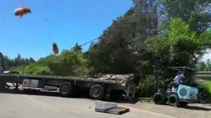 États-Unis : 250 millions d'abeilles échappées d'un camion