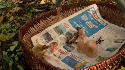 Cueillette des champignons : attention aux intoxications