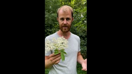 Plantes sauvages comestibles : règles et conseils d'un botaniste