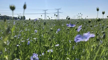 Du champ au dressing, à la découverte de la plus ancienne des fibres textiles avec la coopérative normande Terre de lin