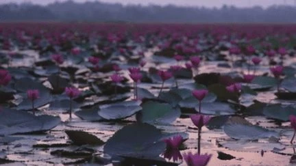 Malarikkal : Les eaux enchantées du Kerala