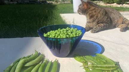 Le légume de printemps et d'été dans tous ses états
