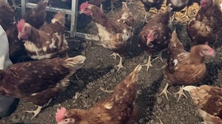Détection de salmonelle : 8 000 poules vont être abattues malgré l'absence de contamination au sein de l'élevage
