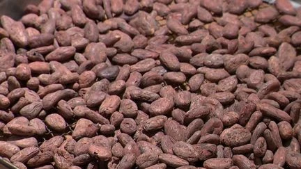 Du métal lourd dans le cacao ? Pourquoi faut-il modérer notre consommation de chocolat