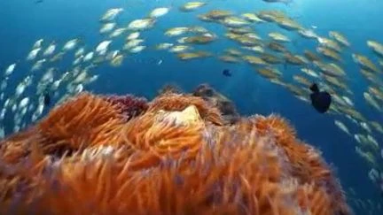 Thaïlande : Koh Tao, un des hauts lieux de la plongée sous-marine