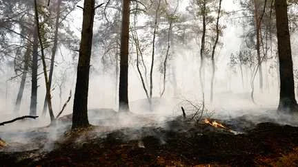 Incendies à Fontainebleau : Emmanuel Macron veut mobiliser les dons