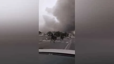 Incendie à Biscarrosse : des dizaines de chevaux libérés en urgence