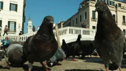 Italie : à Venise, des faucons pour faire fuir les pigeons et goélands