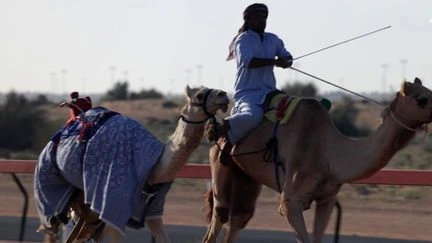 Dubaï : dans les coulisses de la tradition millénaire des courses de dromadaires, véritable passion de l'émirat