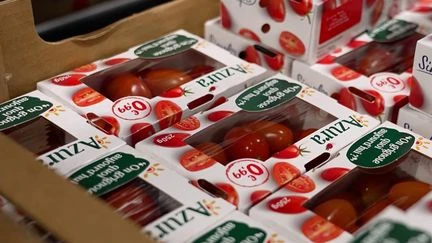 Tomates : comment la concurrence marocaine s’impose dans le marché européen et à quel prix ?