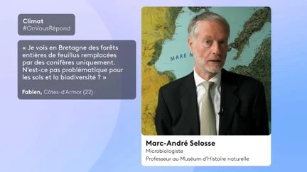 Les plantations de conifères sont-elles bonnes pour l’environnement et le climat ? OnVousRépond Climat