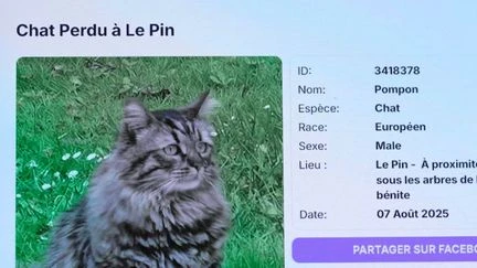 Arnaques : quand des escrocs profitent de la détresse des maîtres d'animaux perdus