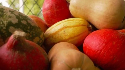 Légumes d'automne : citrouilles, courges et potirons sont à la fête pour la saison