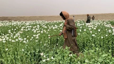 La culture d'opium en Afghanistan a baissé de 20% en 2025, selon l'ONU