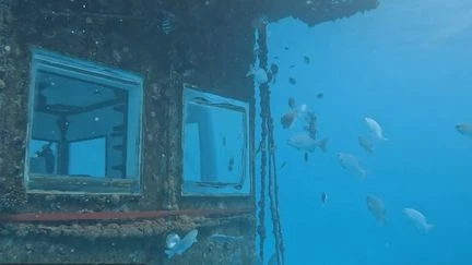 Hôtels exceptionnels : à Zanzibar, dormir avec les poissons pour mieux les protéger