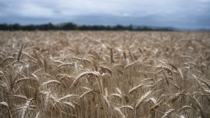 Risque d'incendie : en Lozère, un arrêté impose aux agriculteurs de 