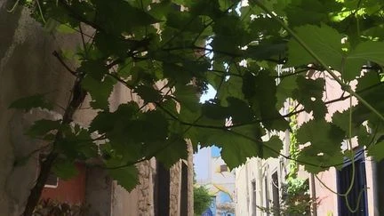Pic de chaleur : à Nîmes, les habitants cherchent la fraîcheur sous 36 degrés