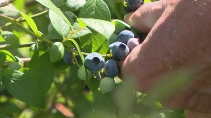 Agriculture : un exploitant ouvre son verger de myrtilles à l’autocueillette